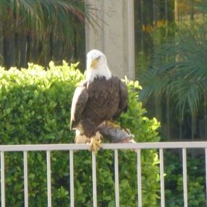 Meet your Posher, Irene